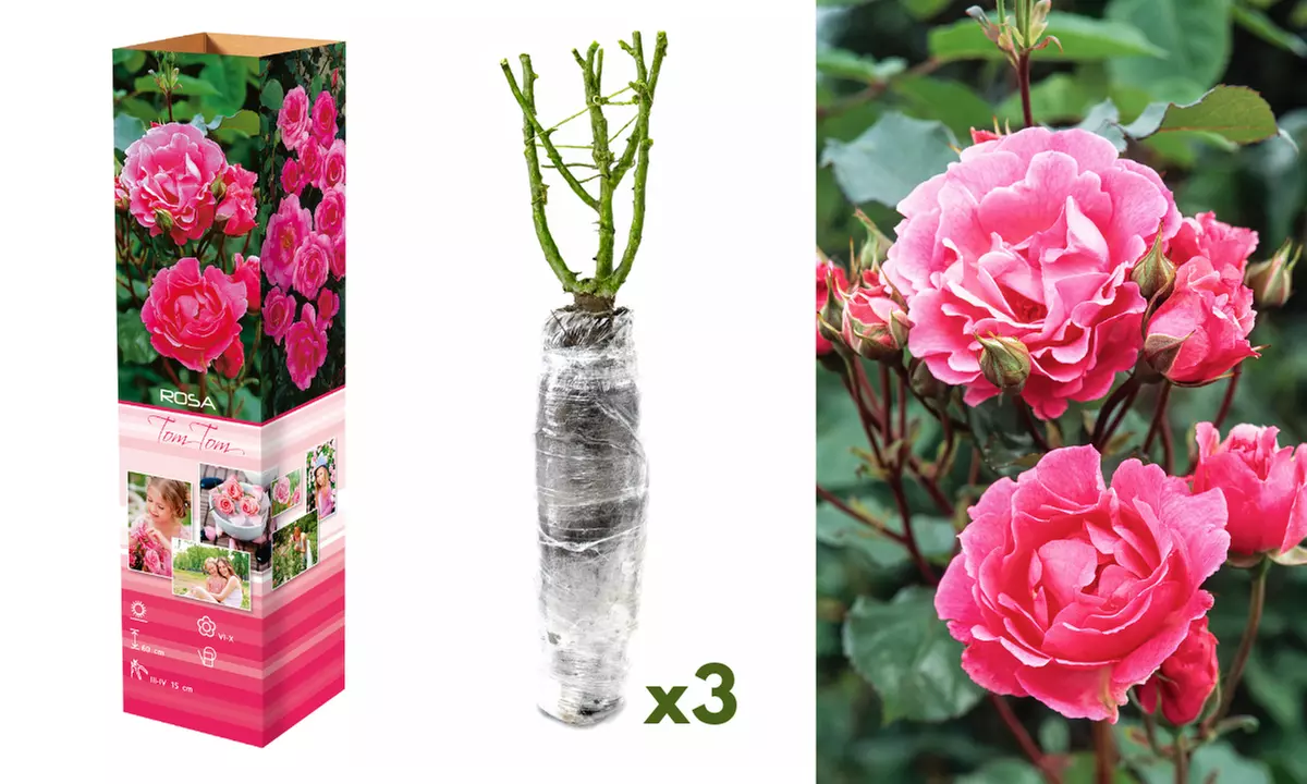 Set de plantas de rosas Polyantha con distintas variedades