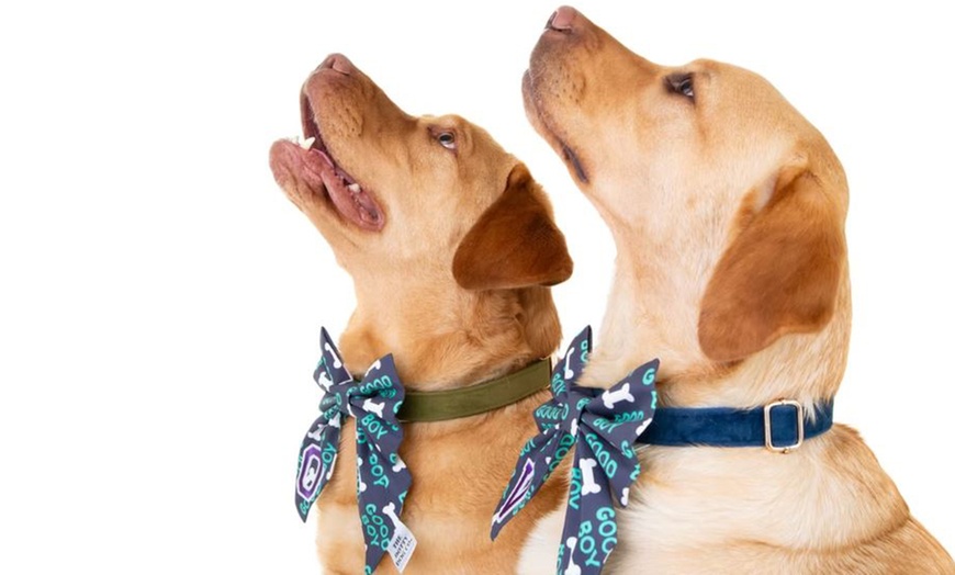 Image 8: Pet Multi Shoot: x2 10x8" Wall Blocks/x2 Digital Images & x1 Per Shoot