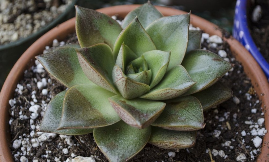 Image 8: 4 or 8 Echeveria Jumbo Plug Collections with Optional Bowl Planter