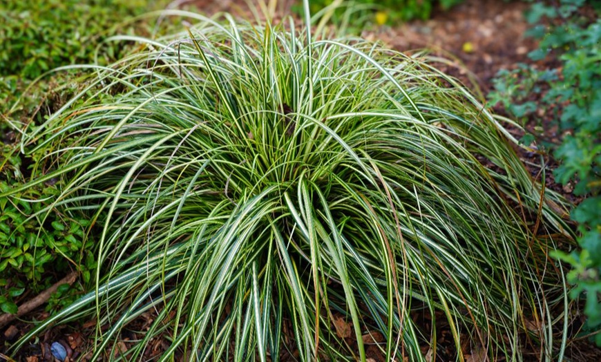 Image 1: Carex 'Moon Falls' - 1, 2 or 3 potted Plants 
