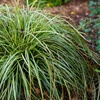 Image 1: Carex 'Moon Falls' - 1, 2 or 3 potted Plants 