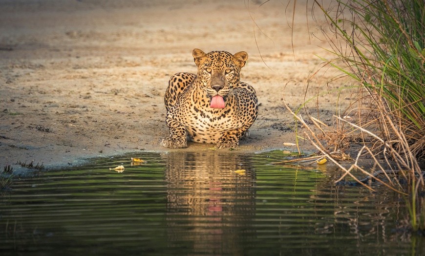 Image 7: Discover Sri Lanka: 11-Day Private Tour with a Guide, Scenic Transfers