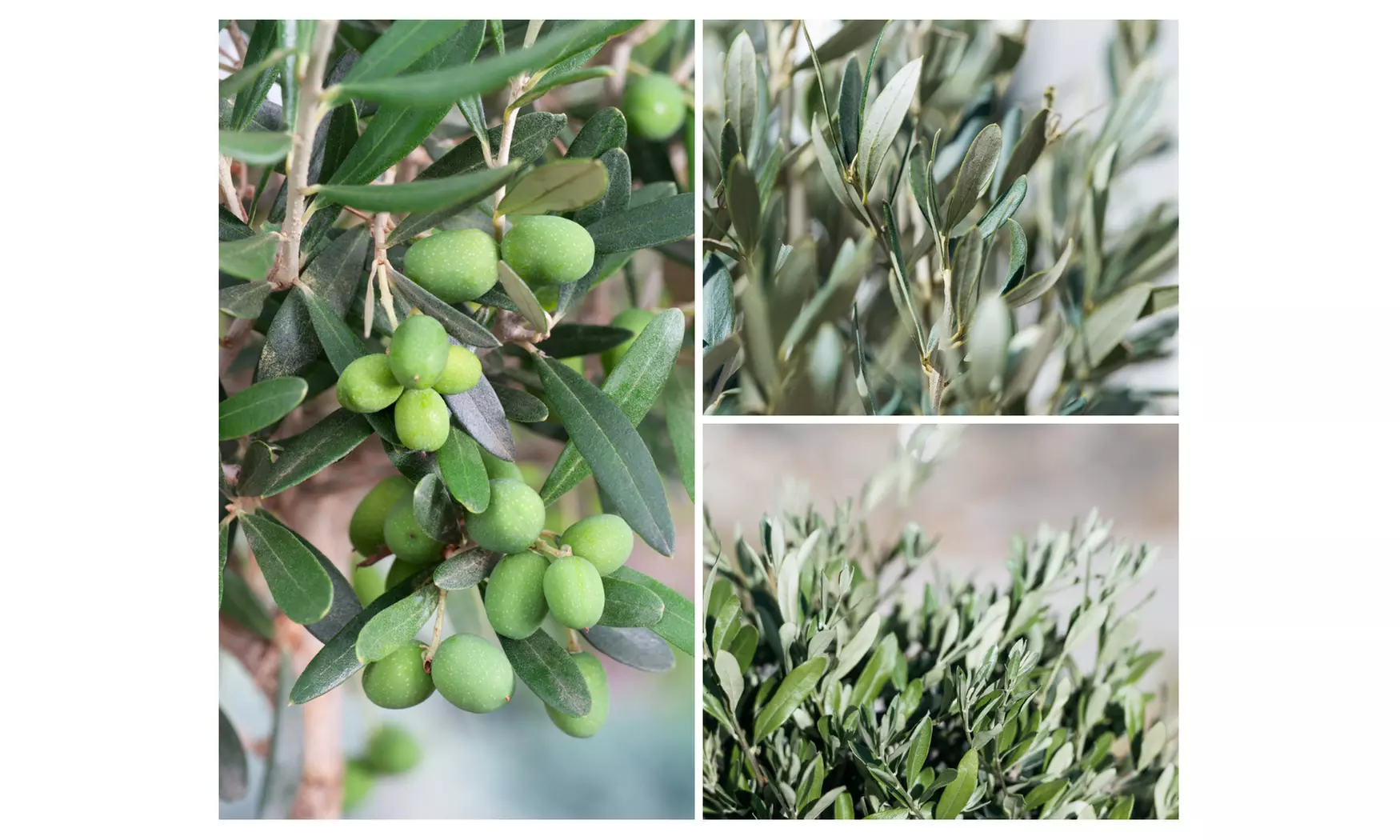 1 ou 2 grands oliviers rustiques XXL - Primary Image