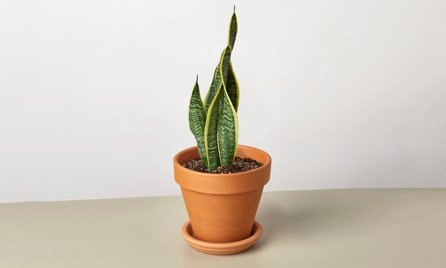 Image 18: Air Purifying Snake Plant 'Laurentii' from House Plant Shop with Free Shipping (Up to 15% Off)