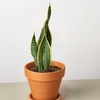 Image 18: Snake Plant 'Laurentii' in 3", 4", and 6" Sizes with Free Shipping (Up to 15% Off)