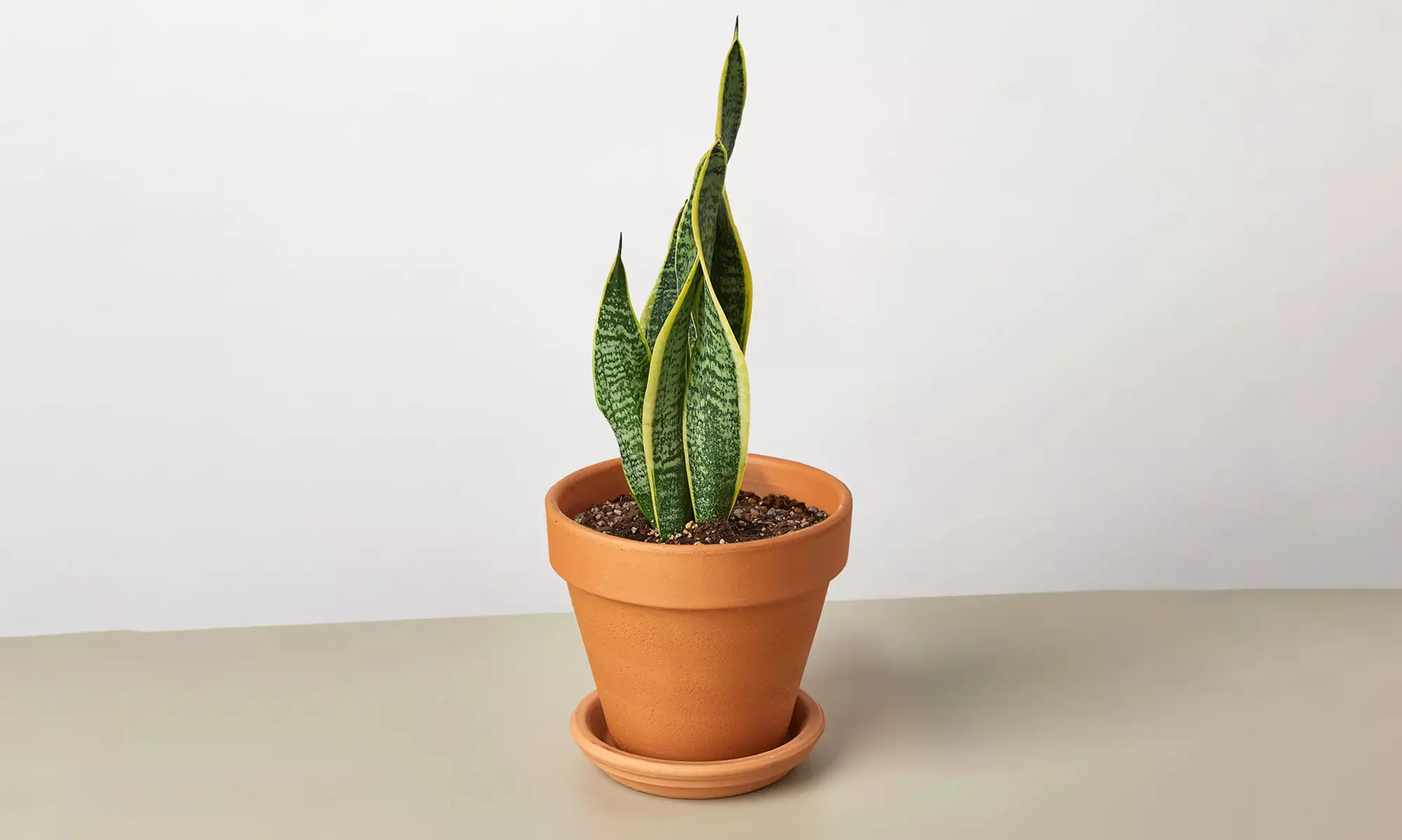 Air Purifying Snake Plant 'Laurentii' from House Plant Shop with Free Shipping (Up to 15% Off)