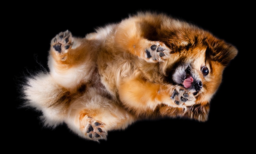 Image 3: "From Below Photo" - Fotoshooting für deinen Hund