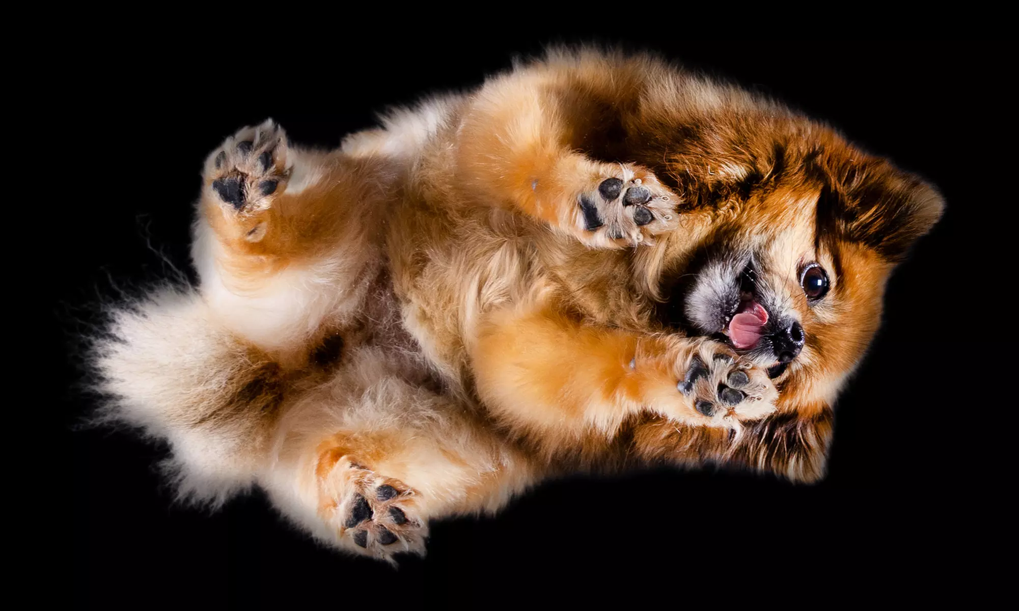 "From Below Photo" - Fotoshooting für deinen Hund