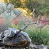 Image 8: Explore Rare Native Plants at California Botanic Garden