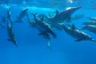 Three-Hour Midday Snorkel Cruise Experience from Ocean Encounters - (Up to 20% Off) - Second Medium