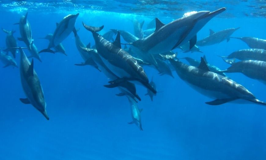 Image 3: 3-Hour Midday Snorkel Cruise Experience