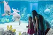 LIMITED TIME OFFER: Memorial Day Sale! Save up to 49% on SeaWorld & Aquatica San Antonio. Purchase by 5/26/2025 - Second Medium