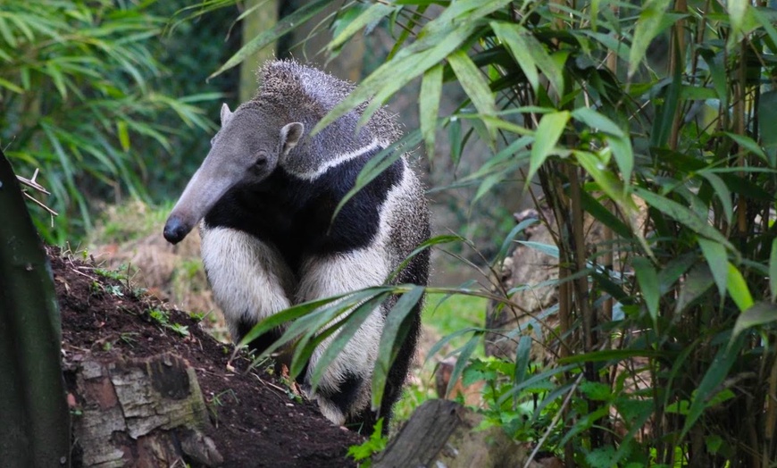 Image 12: Zoo Entry: Child £7.95, Adult £11.45 at Dudley Zoo and Castle