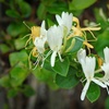 Image 11: Potted Fragrant Honeysuckle Plants – Trio of Varieties