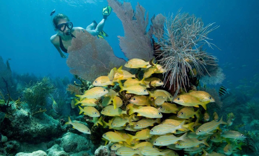 Image 1: Premium Snorkeling Adventures with Spearfishing and Lobster Hunting