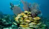 Premium Snorkeling Adventure for 2, 4or 6 at Salty Fresh Fishing Charters (Up to 23%Off)