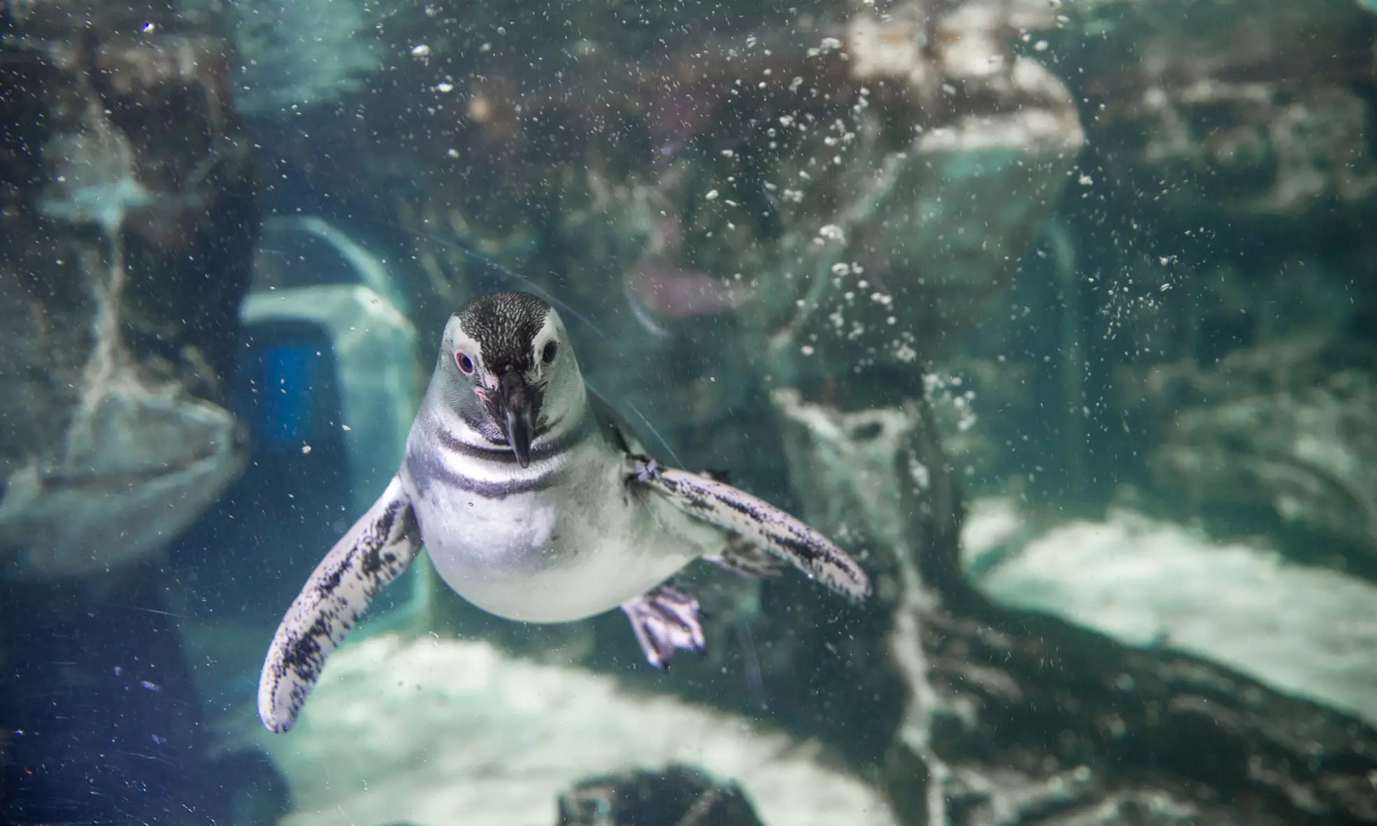 Genova 4*: 1 notte con colazione e ingresso all'Acquario di Genova