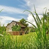 Image 10: Up to 21% Off Historic New Orleans Plantation Tours
