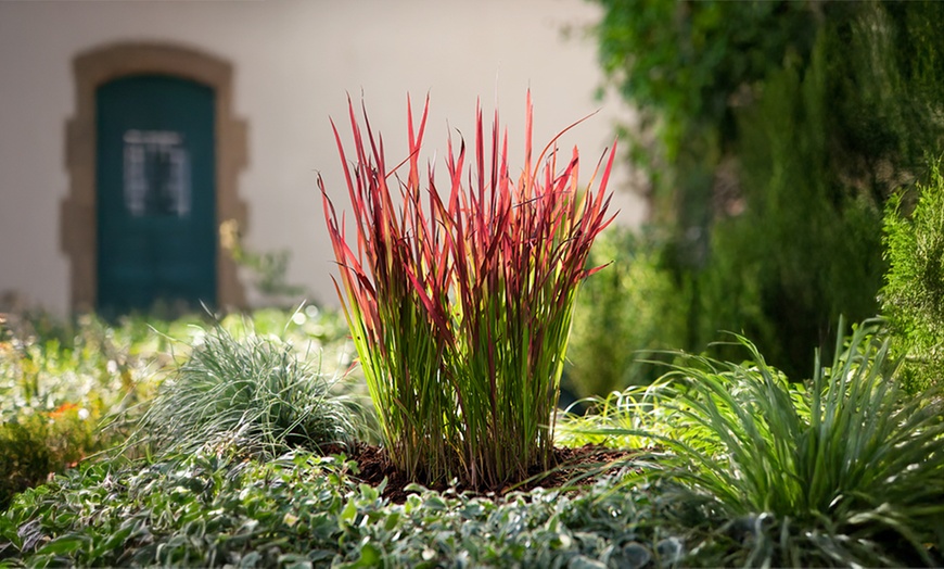 Image 3: Lote de 4 u 8 plantas de hierba de sangre japonesa de Gardenzo