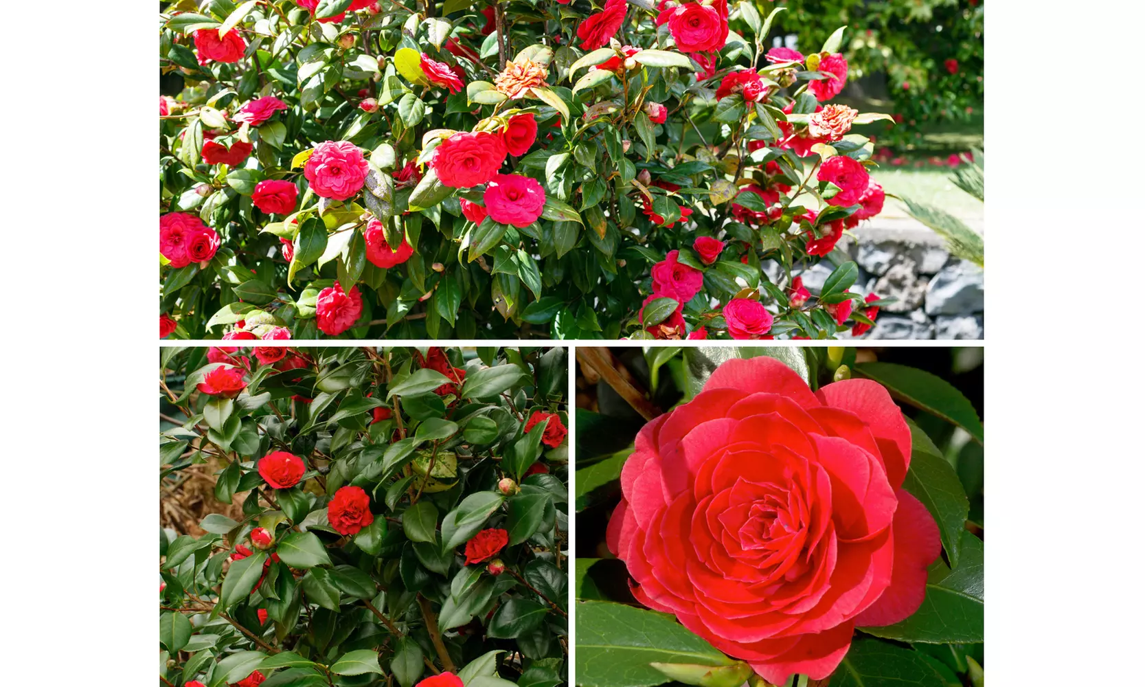 1 oder 2 japanische Rosen-Sträucher "Camellia japonica" XL