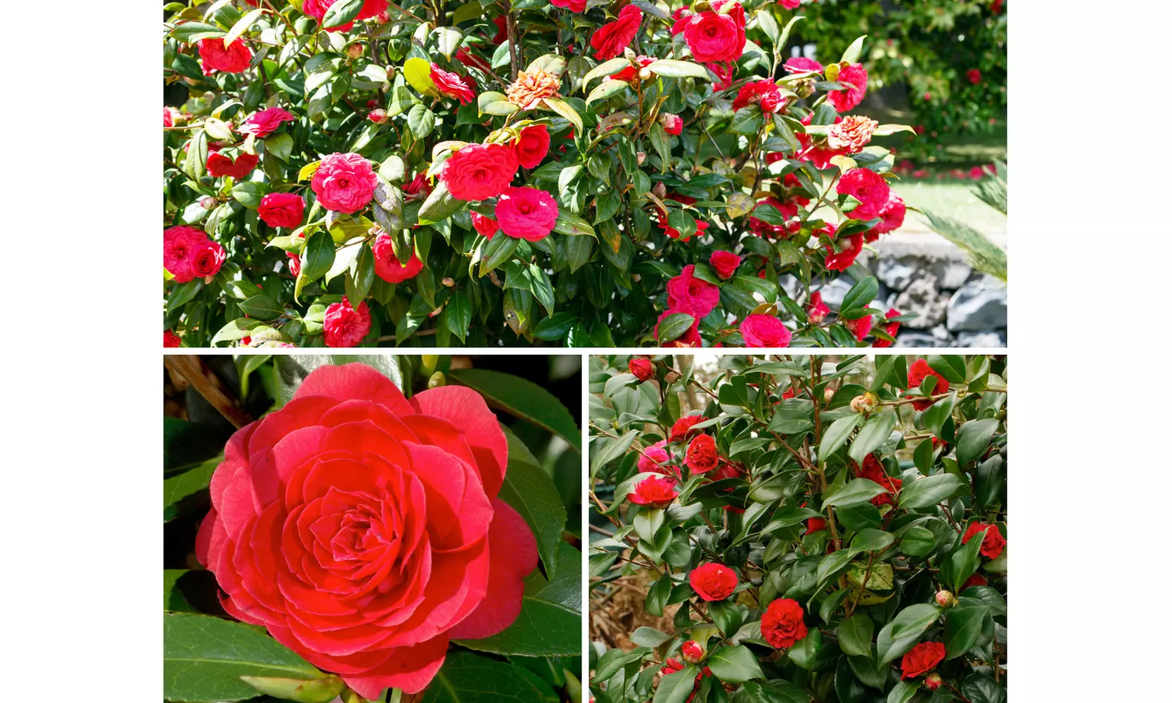 1 oder 2 japanische Rosen-Sträucher "Camellia japonica" XL