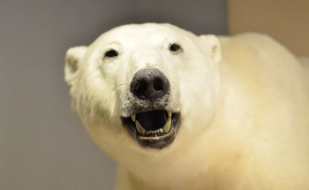 Uncover Wonders at the Field Museum with an Audio Guide