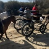 Image 6: Paseo privado en carro de caballos 2 horas para 2 o 4 personas