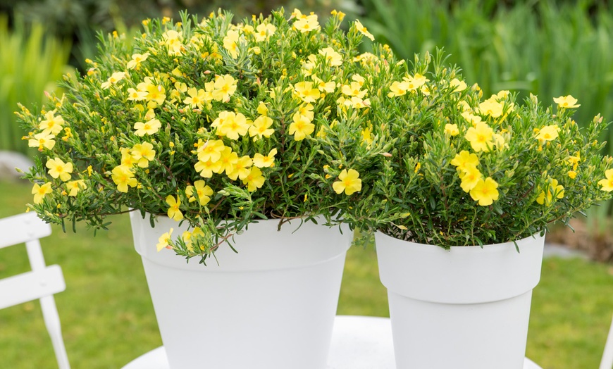 Image 5: YouGarden Halimium 'April Sun', Yellow Flowers - 2L Pot