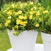 Image 5: YouGarden Halimium 'April Sun', Yellow Flowers - 2L Pot