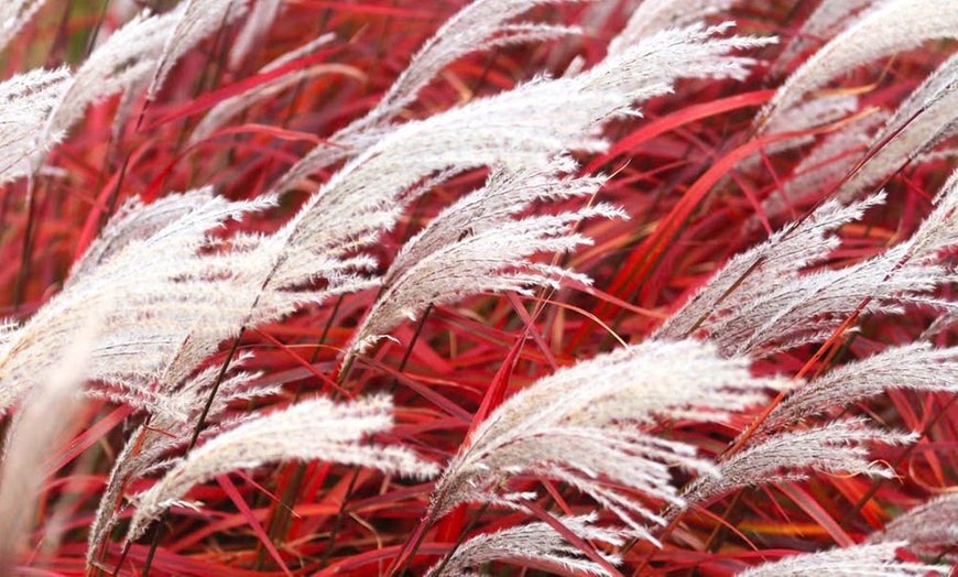 Image 2: Pack of Three Miscanthus 'Lady in Red' Plug Plants 