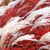 Image 2: Pack of Three Miscanthus 'Lady in Red' Plug Plants 