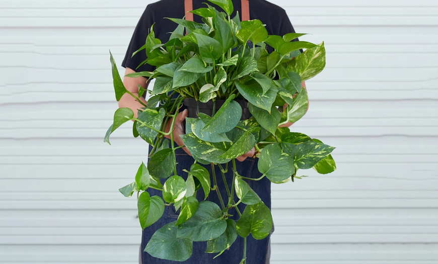 Image 8: Breathe Easier: Golden Pothos – Air-Purifying & Simple Care from House Plant Shop with Free Shipping Up to 15% Off