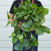 Image 8: Golden Pothos in 4", 6", and 8" Sizes with Free Shipping – Air-Purifying & Simple Care Plant Up to 15% Off