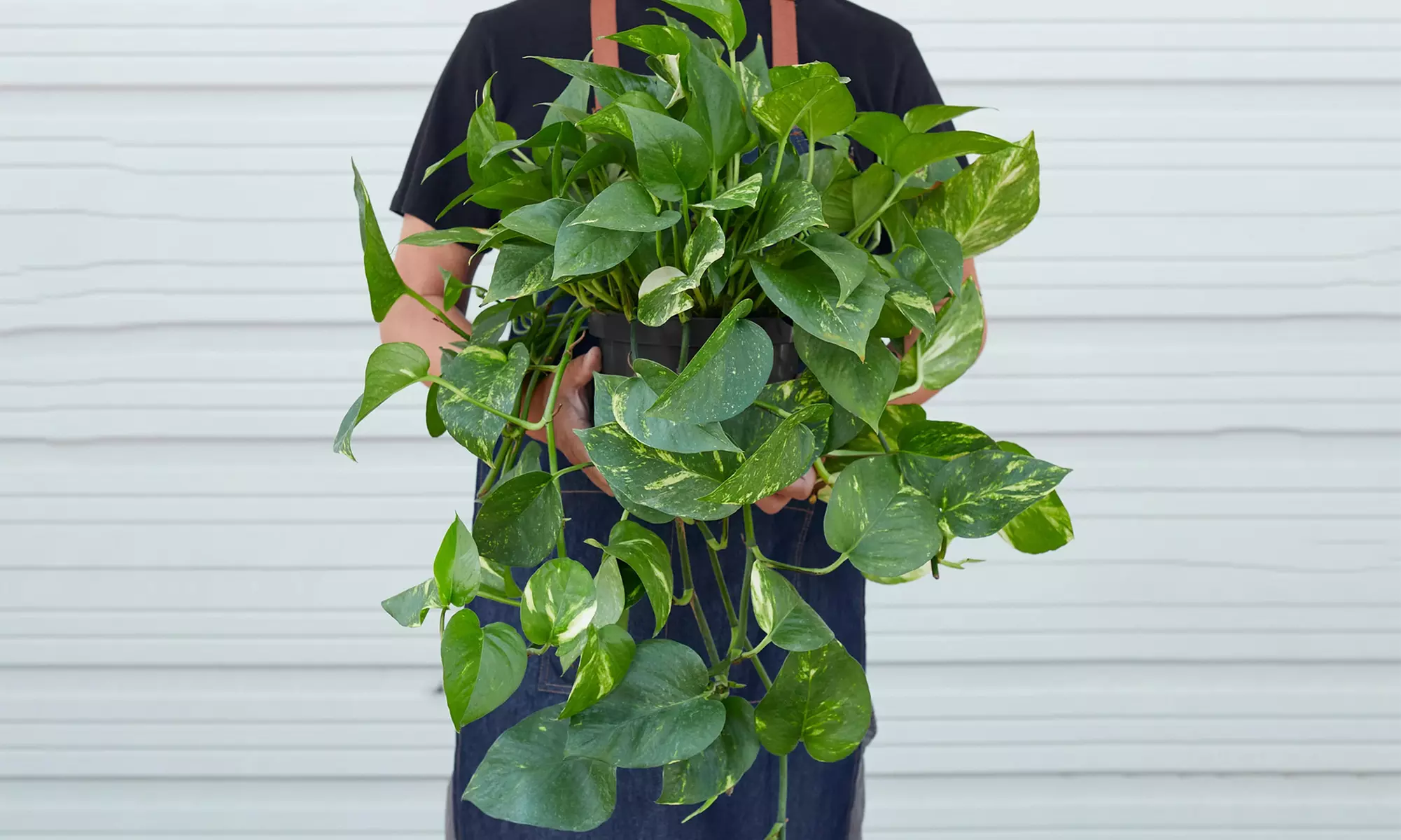 Breathe Easier: Golden Pothos – Air-Purifying & Simple Care from House Plant Shop with Free Shipping Up to 15% Off