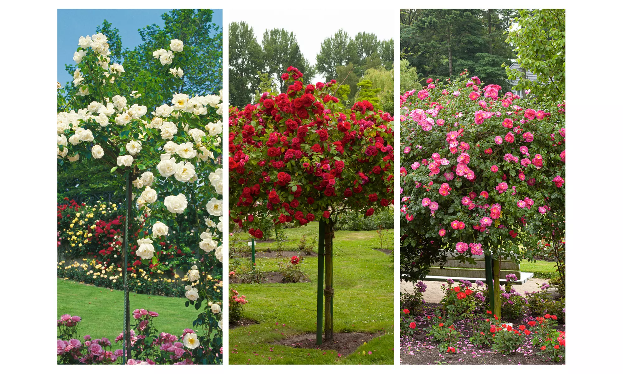 3er-Set Stamm-Rosen