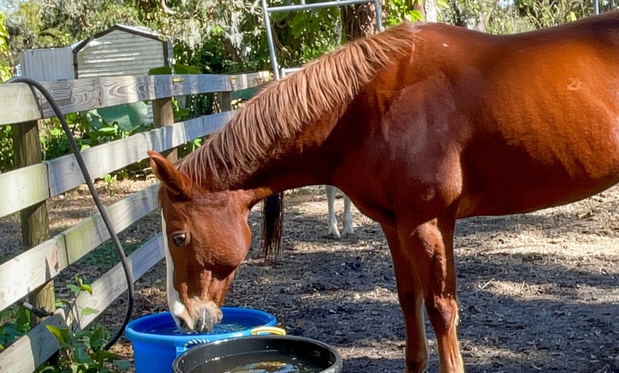 Image 9: Beginner Equine Care Class: Hands-On Learning for All Ages