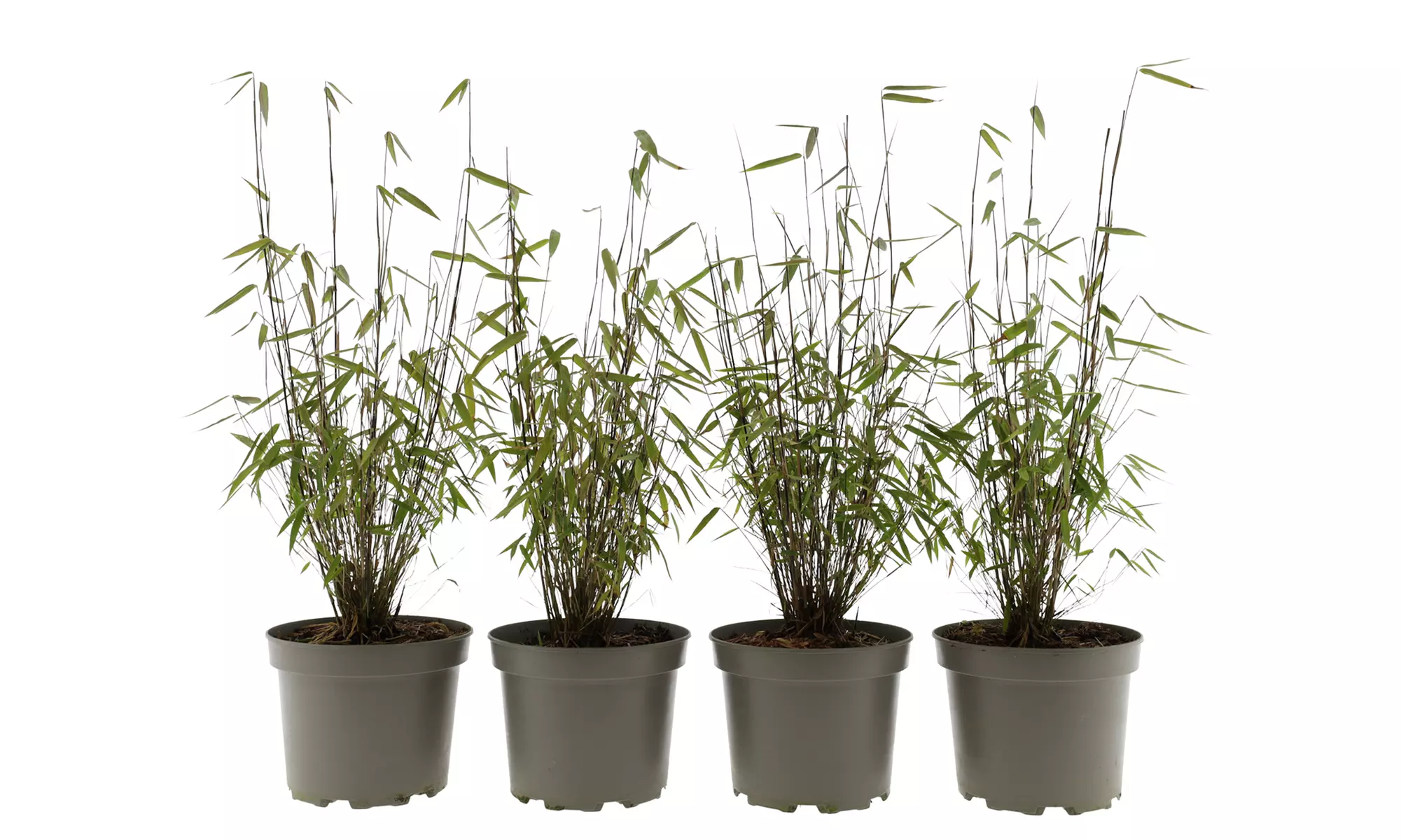 Hasta 6 plantas de bambú Fargesia