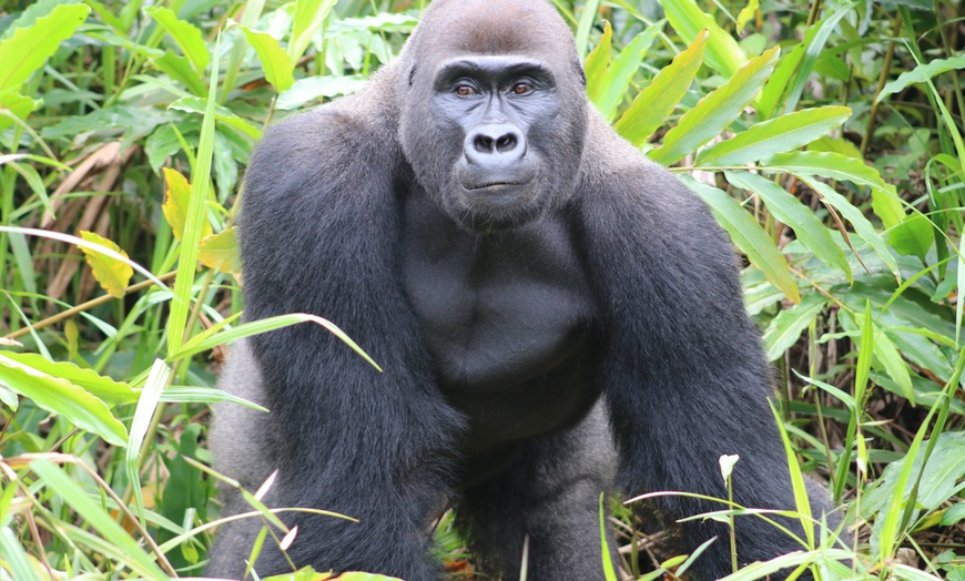 Image 9: 44% Off Digital Animal Adoption and Entry to Howletts Wild Animal Park