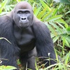 Image 9: 44% Off Digital Animal Adoption and Entry to Howletts Wild Animal Park