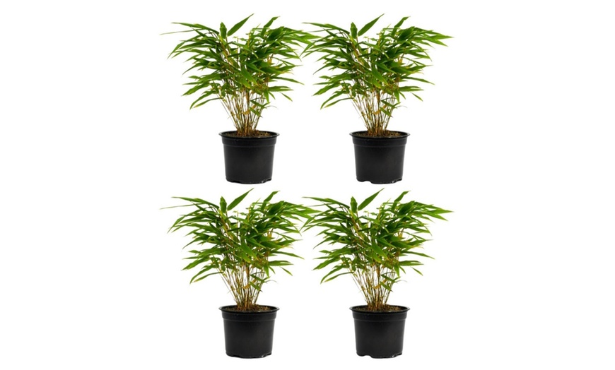 Image 8: Plant de bambou Fargesia non prolifère 