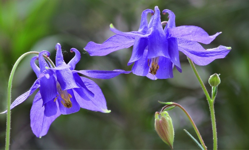 Image 6: 6, 9 or 18 Aquilegia Mixed Colours Plants