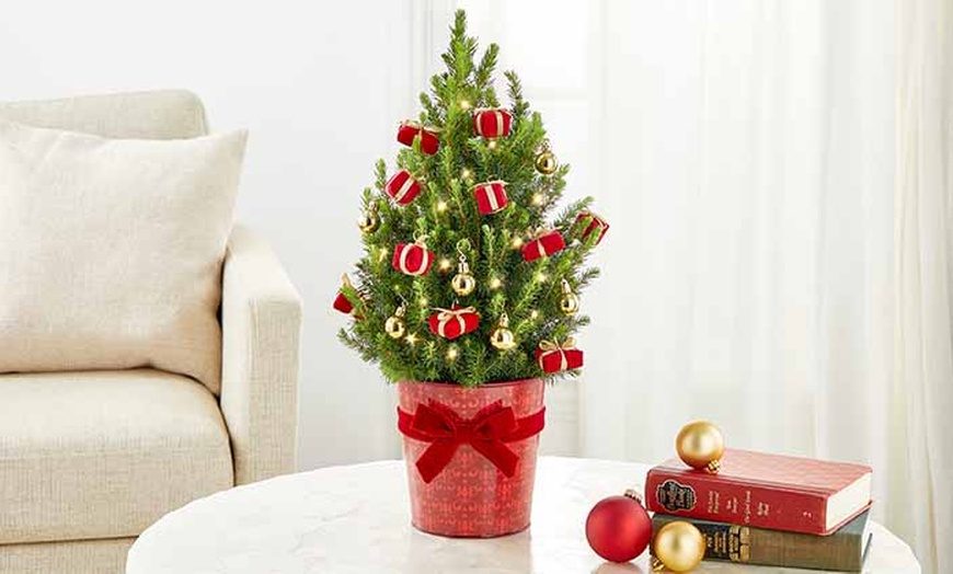 Image 7: Christmas Décor & Plant Gifts FTD.com Same-Day Delivery Up to 55% Off