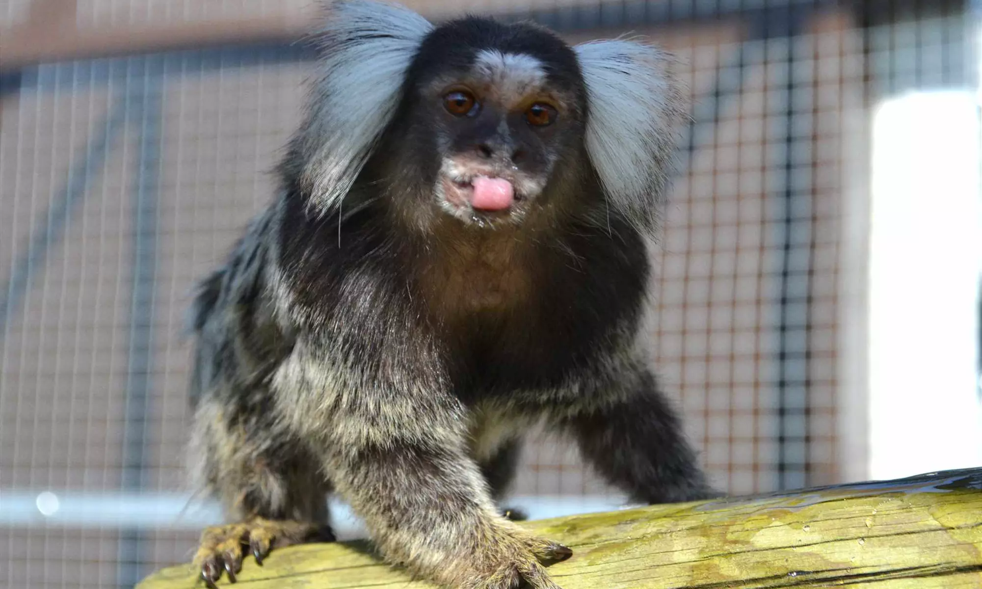 Billet enfant ou adulte pour La Réserve Exotique