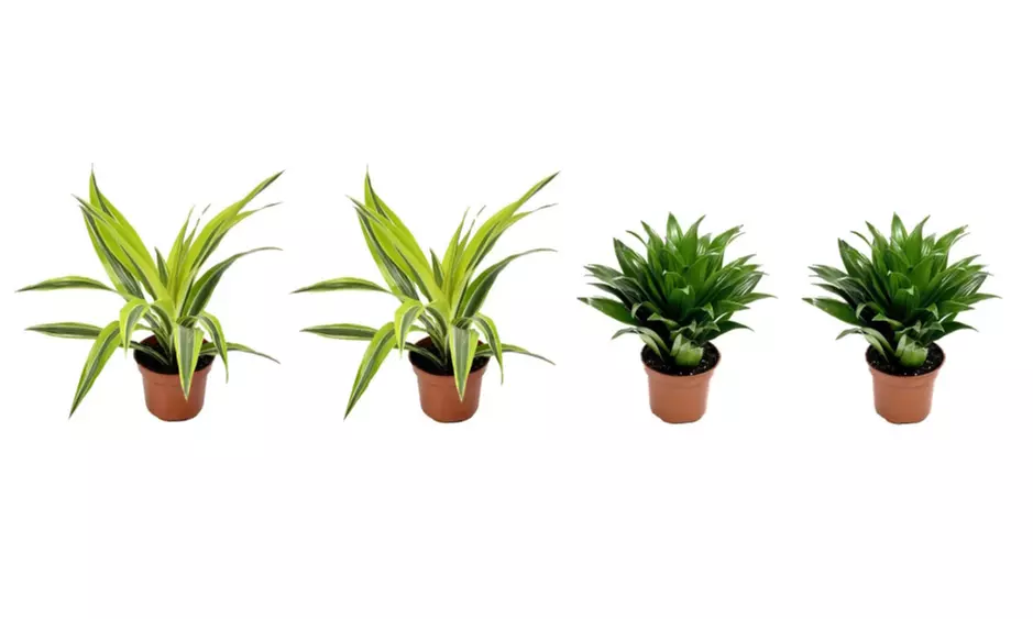 Lote de 4 drácenas de variedades "Lemon Lime" y "Compacta" de Gardenzo