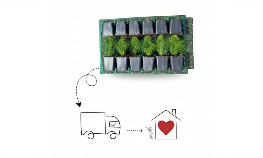 Image 9: Pack di fiori per aiuola di NatureNest