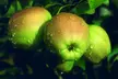 Patio Fruit Trees - Apple, Cherry, Pear, or Plum - Potted Plants - Second Medium