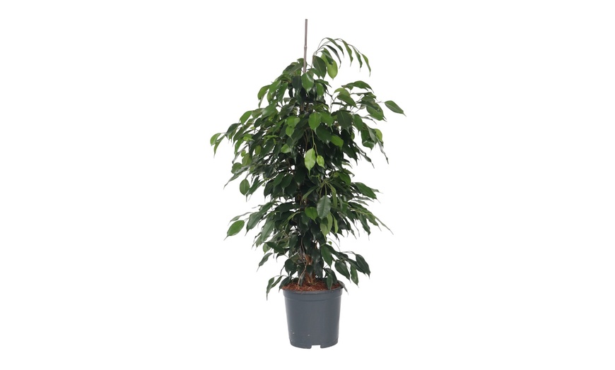 Image 6: Plant de ficus
