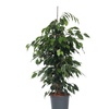 Image 6: Plant de ficus
