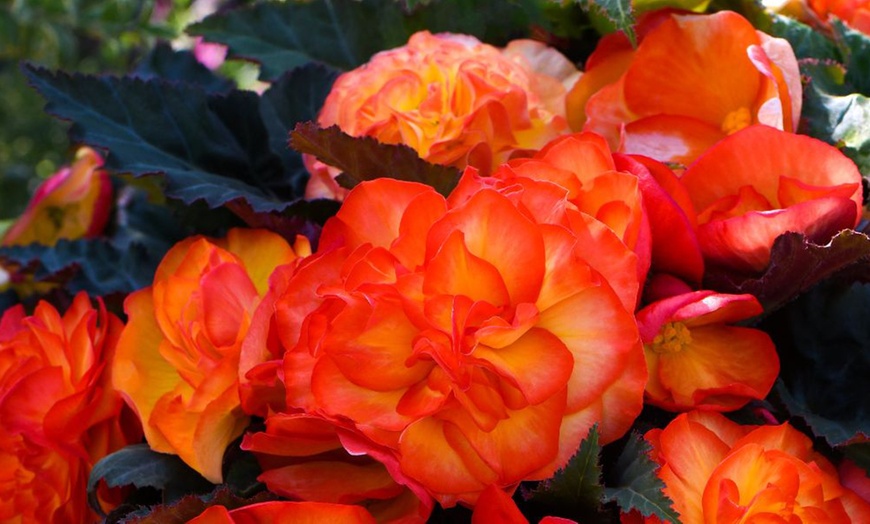 Image 6: Begonia Nonstop Fire or Funky Pink – 12, 24 or 72 Plug Plants