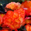 Image 6: Begonia Nonstop Fire or Funky Pink – 12, 24 or 72 Plug Plants